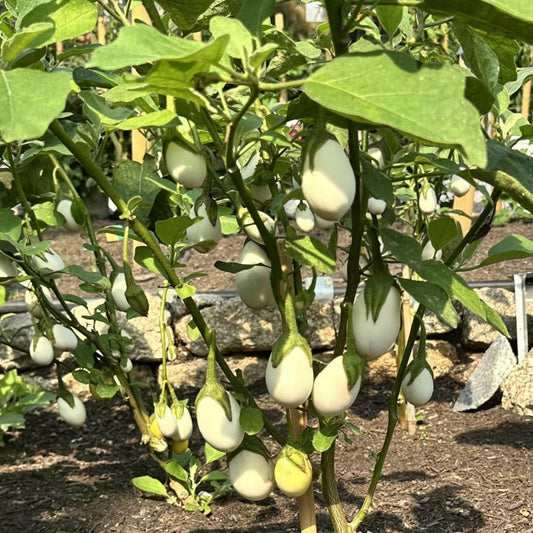 Round White Eggplant seeds
