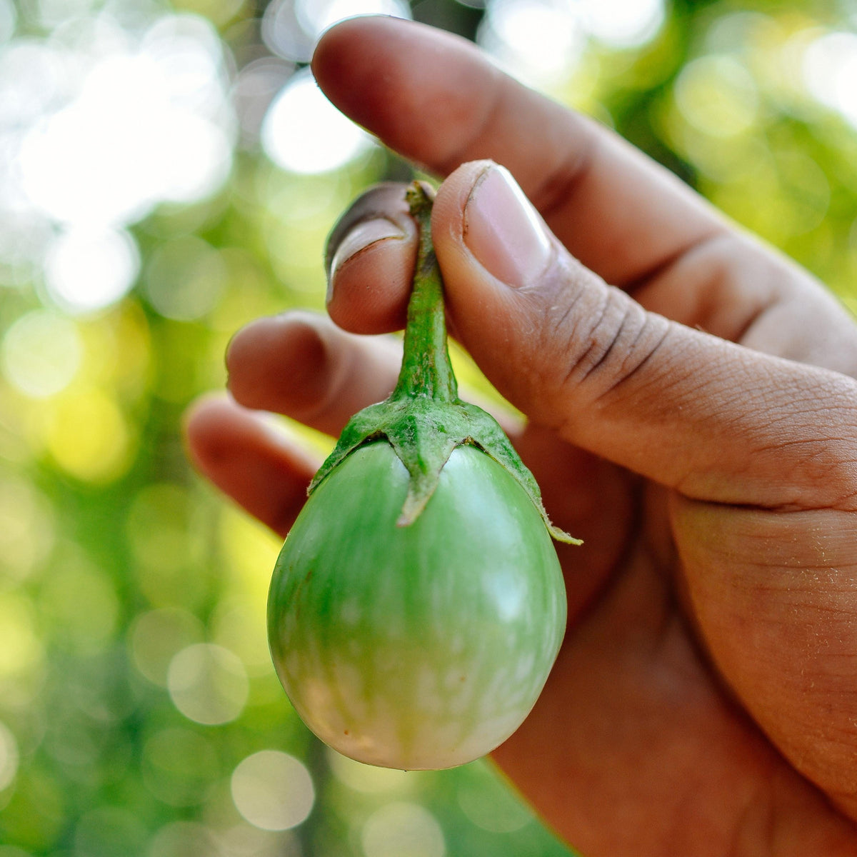 Thai Round Green Eggplant seeds