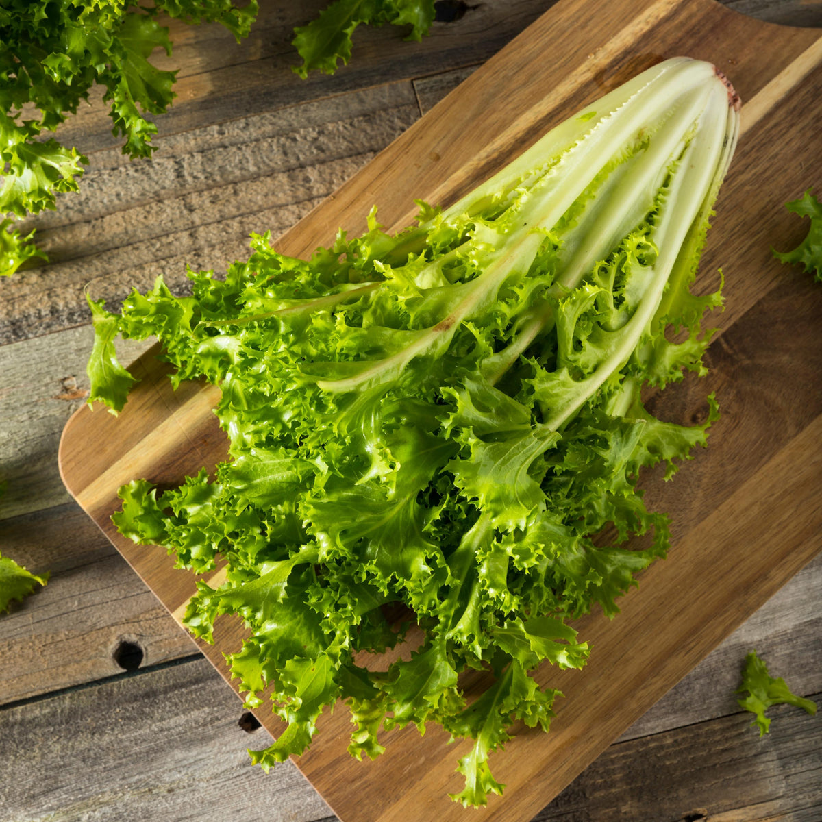 Green Curled Ruffec Endive seeds
