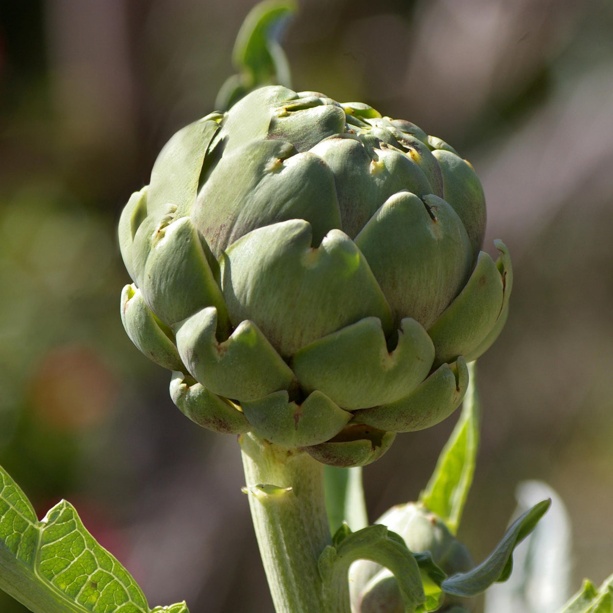 Green Globe Artichoke seeds