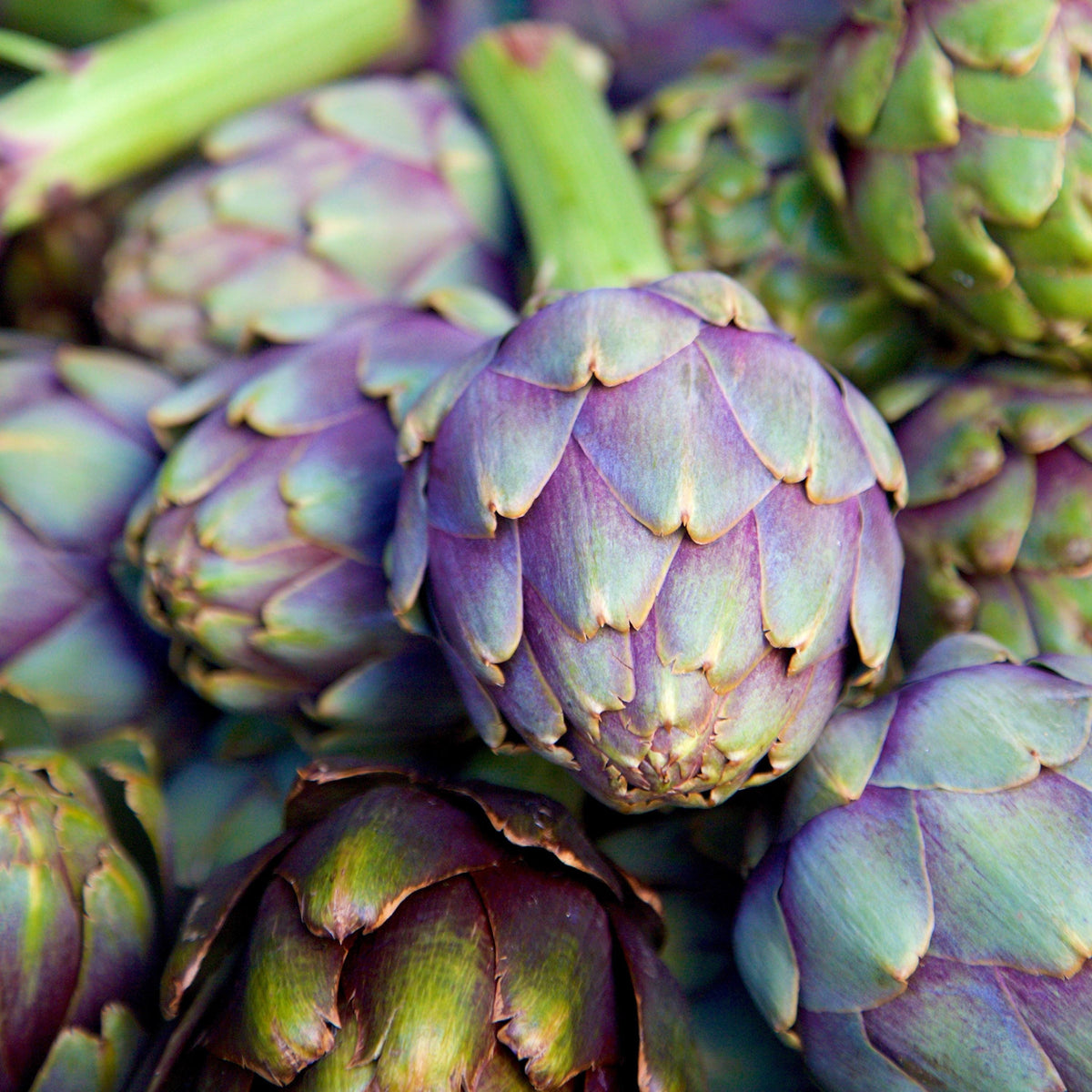 Purple Italian Globe Artichoke seeds