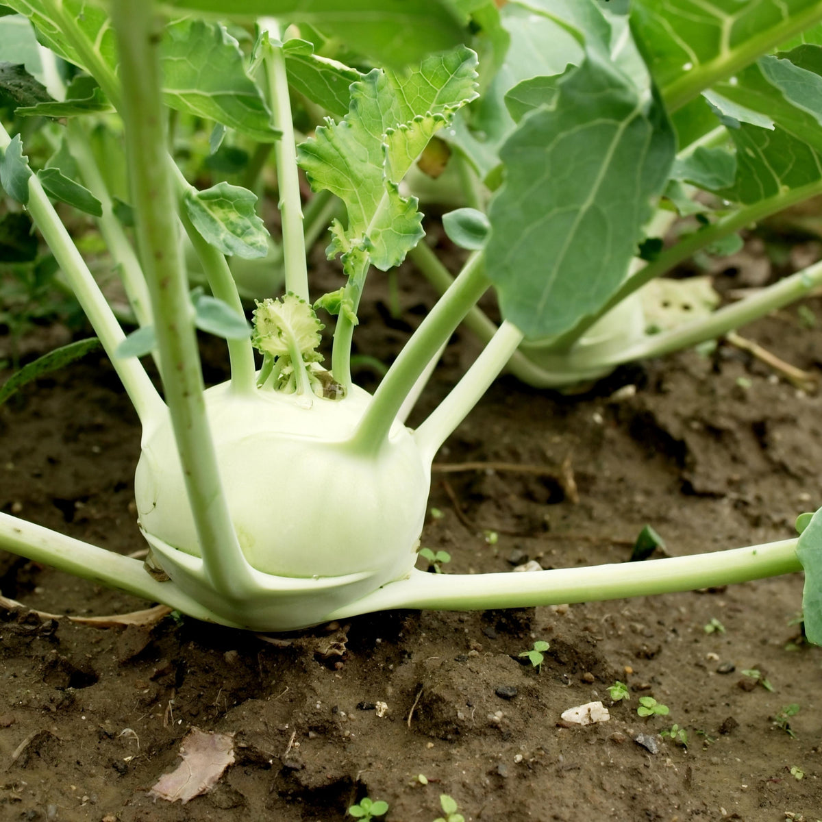 Early White Vienna Kohlrabi seeds
