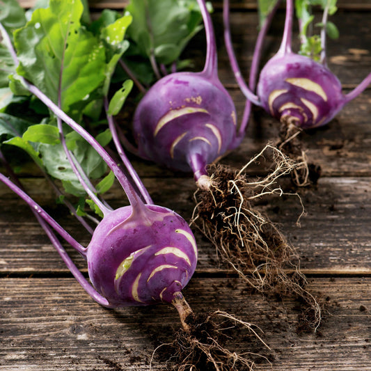 Early Purple Vienna Kohlrabi seeds
