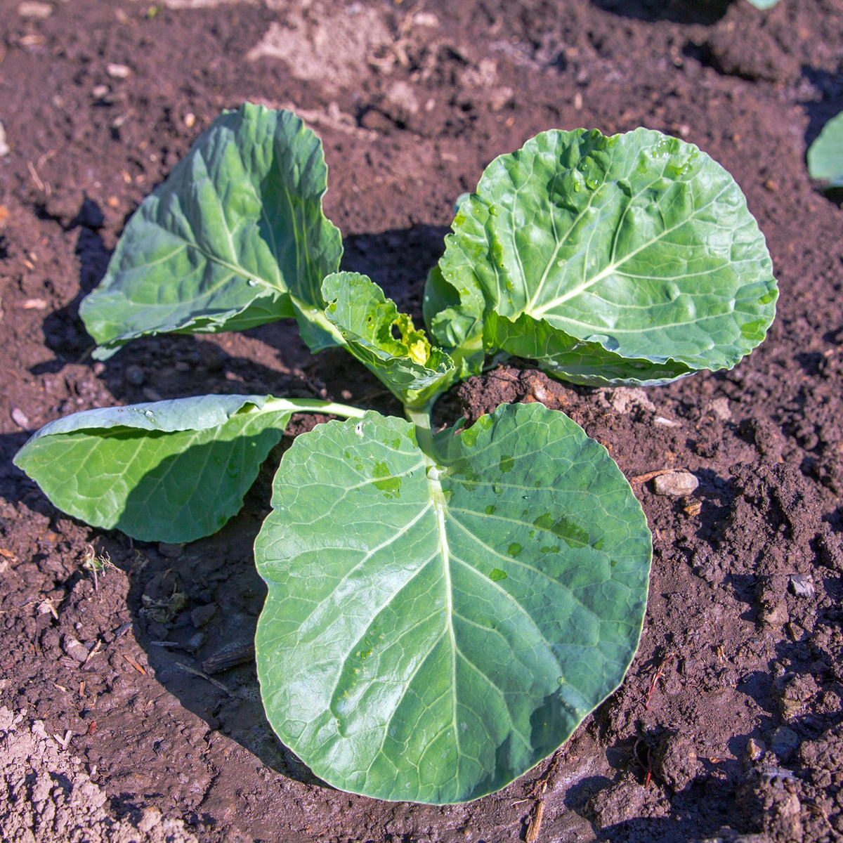 Georgia South Collards seeds