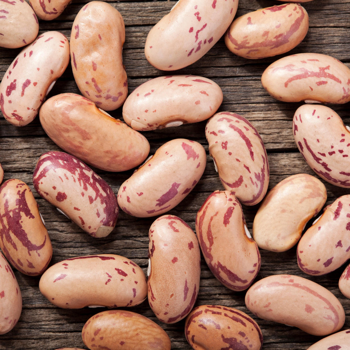 Pinto Bean seeds