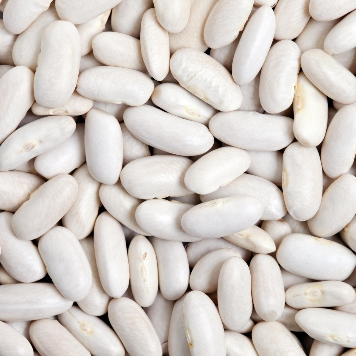 Great Northern Bean seeds