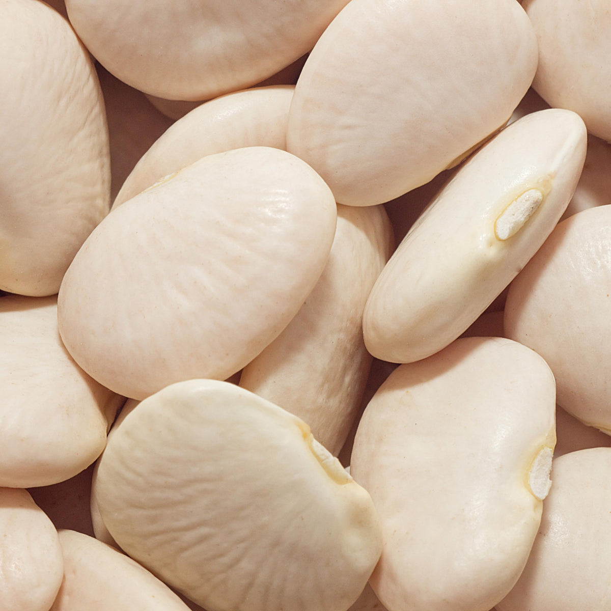 Large Lima Beans seeds
