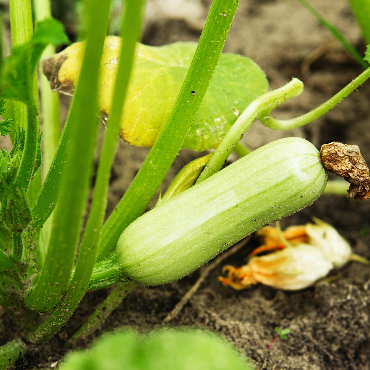 Yellow Zucchini seeds