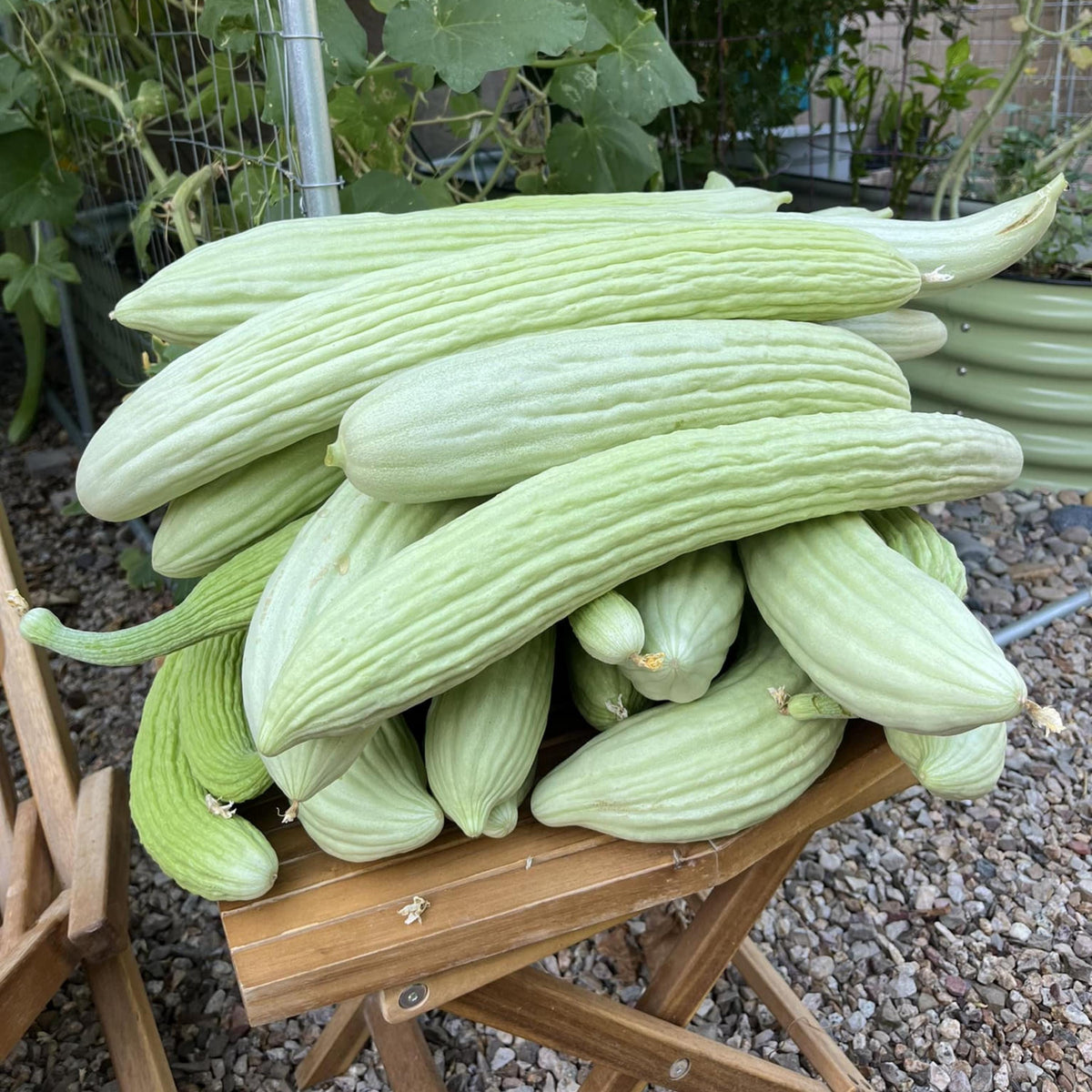 Armenian Cucumber Seeds The Duke seeds