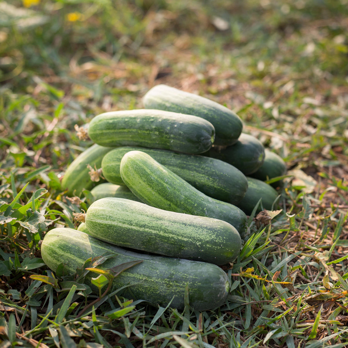 Arkansas Little Leaf Cucumber seeds