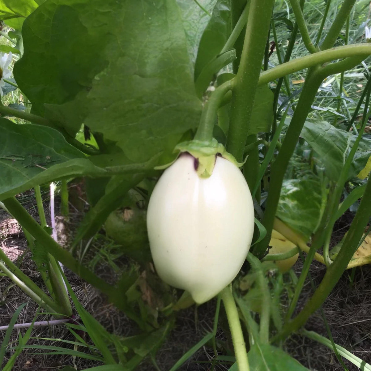 White Egg Eggplant seeds
