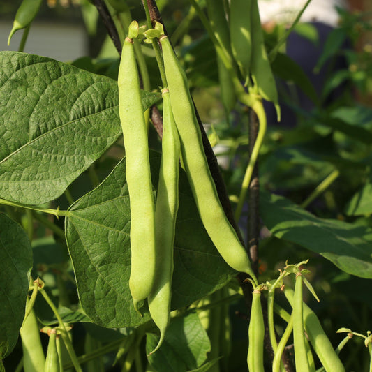 Kentucky Wonder Pole Bean seeds