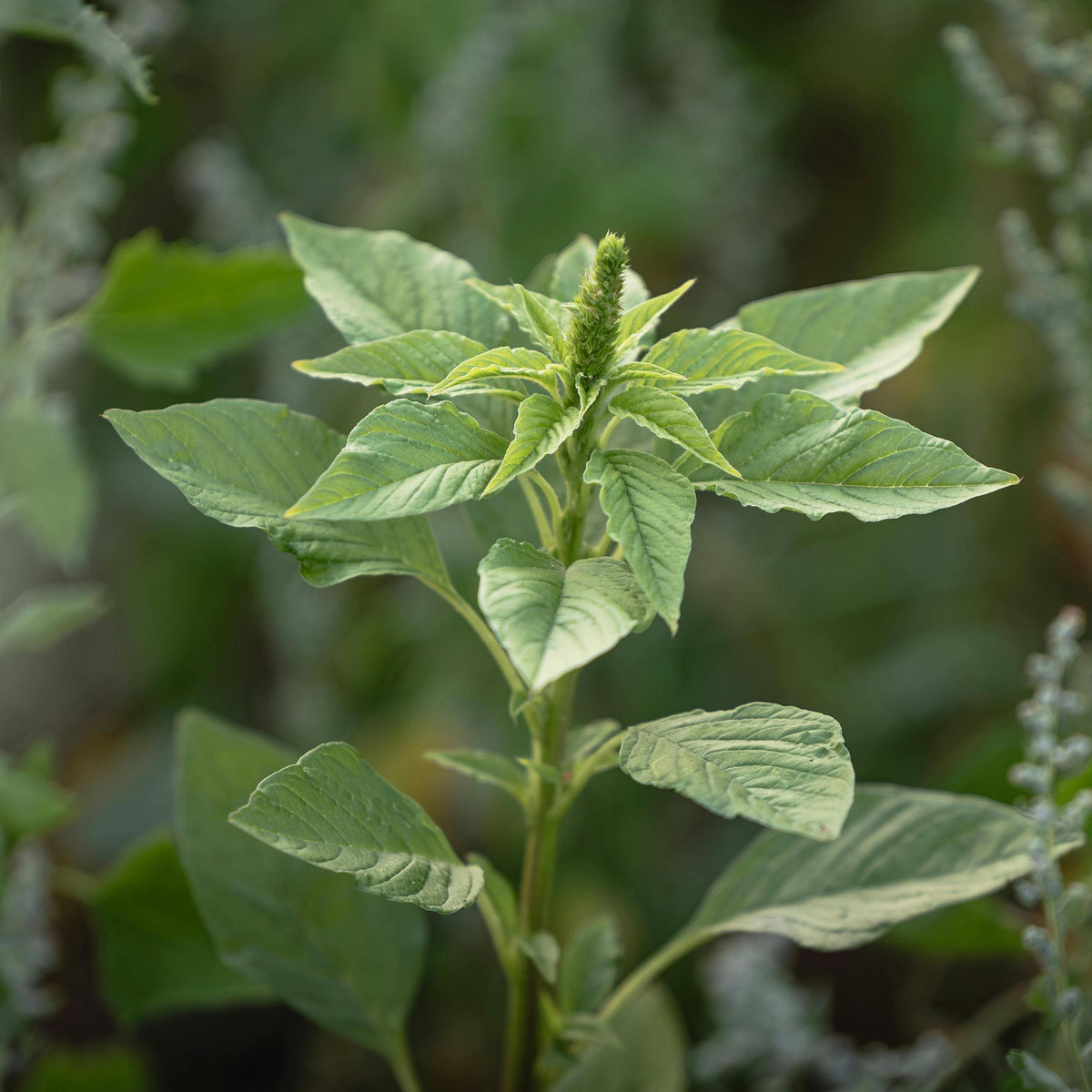 Molokhia Egyptian Spinach seeds