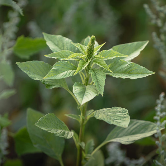 Molokhia Egyptian Spinach seeds