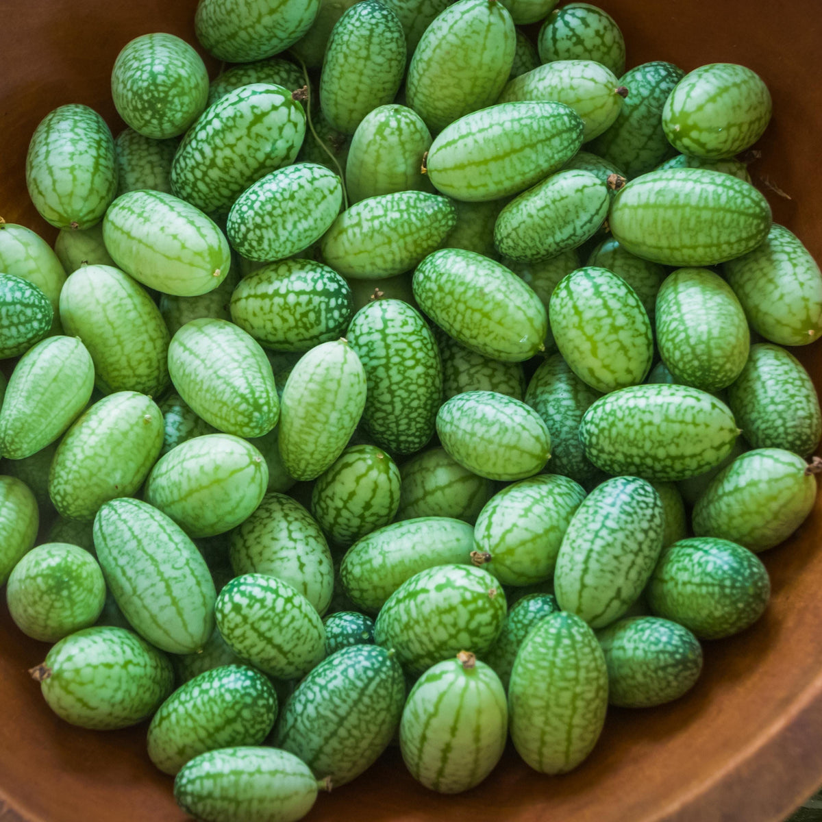 Mexican Sour Gherkin Cucamelon seeds