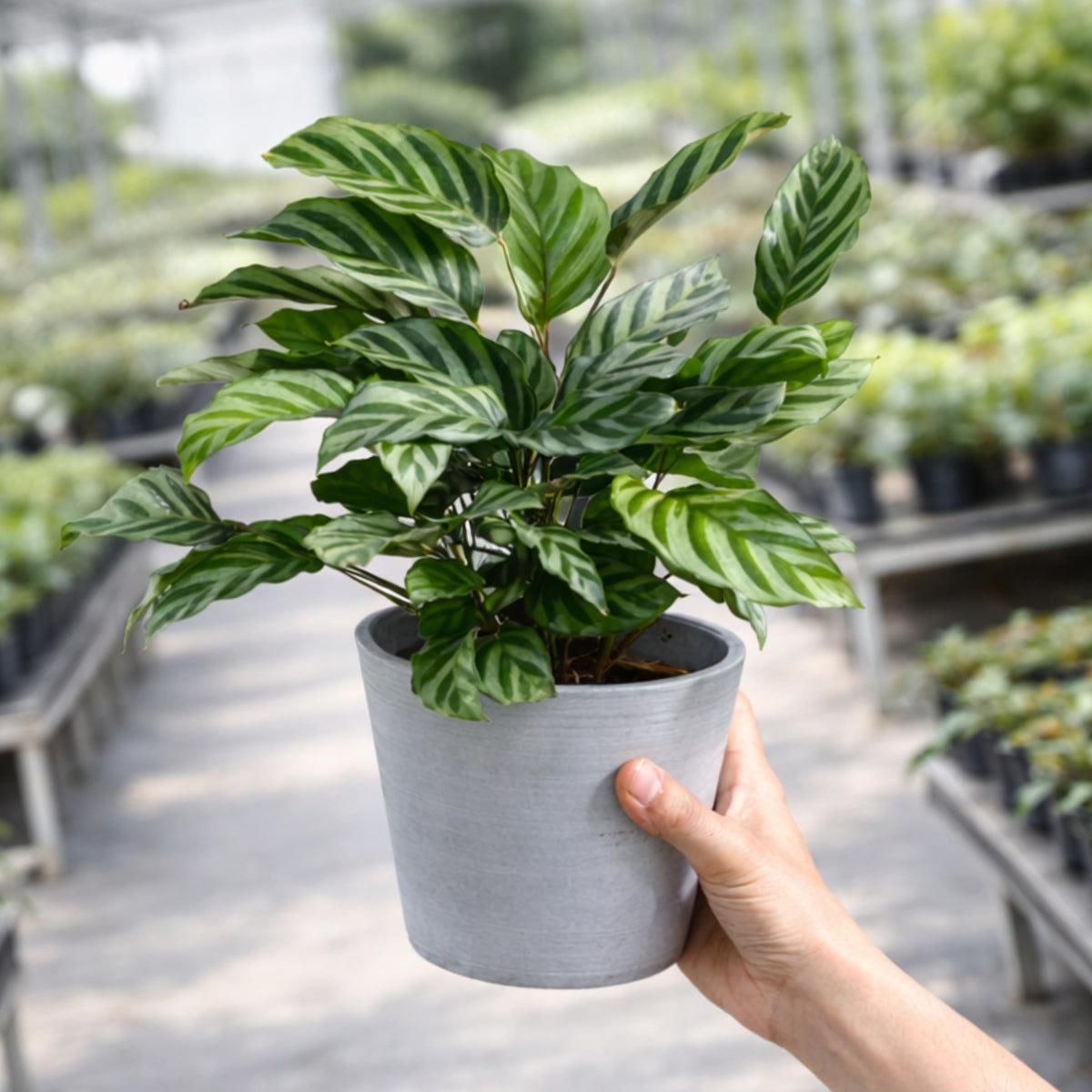 Calathea Freddie Plant seeds