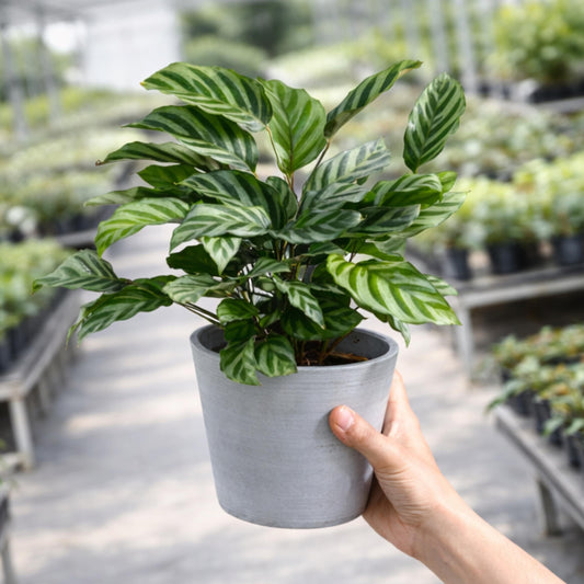 Calathea Freddie Plant seeds