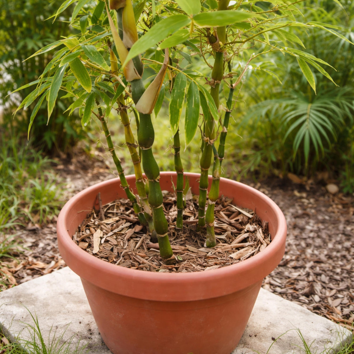 Buddha Belly Bamboo seeds