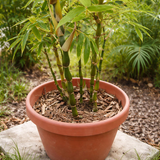 Buddha Belly Bamboo seeds