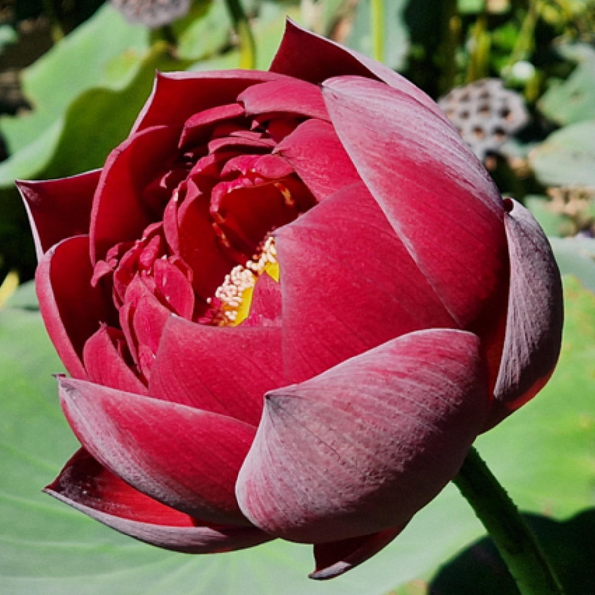 Black Red Lotus(Mo Hong Lotus) seeds
