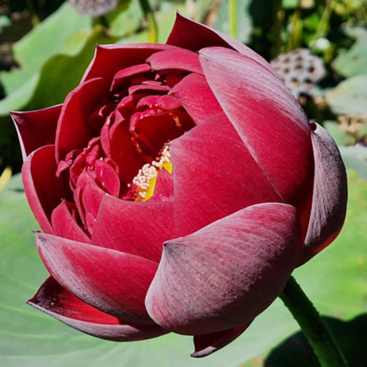 Black Red Lotus(Mo Hong Lotus) seeds