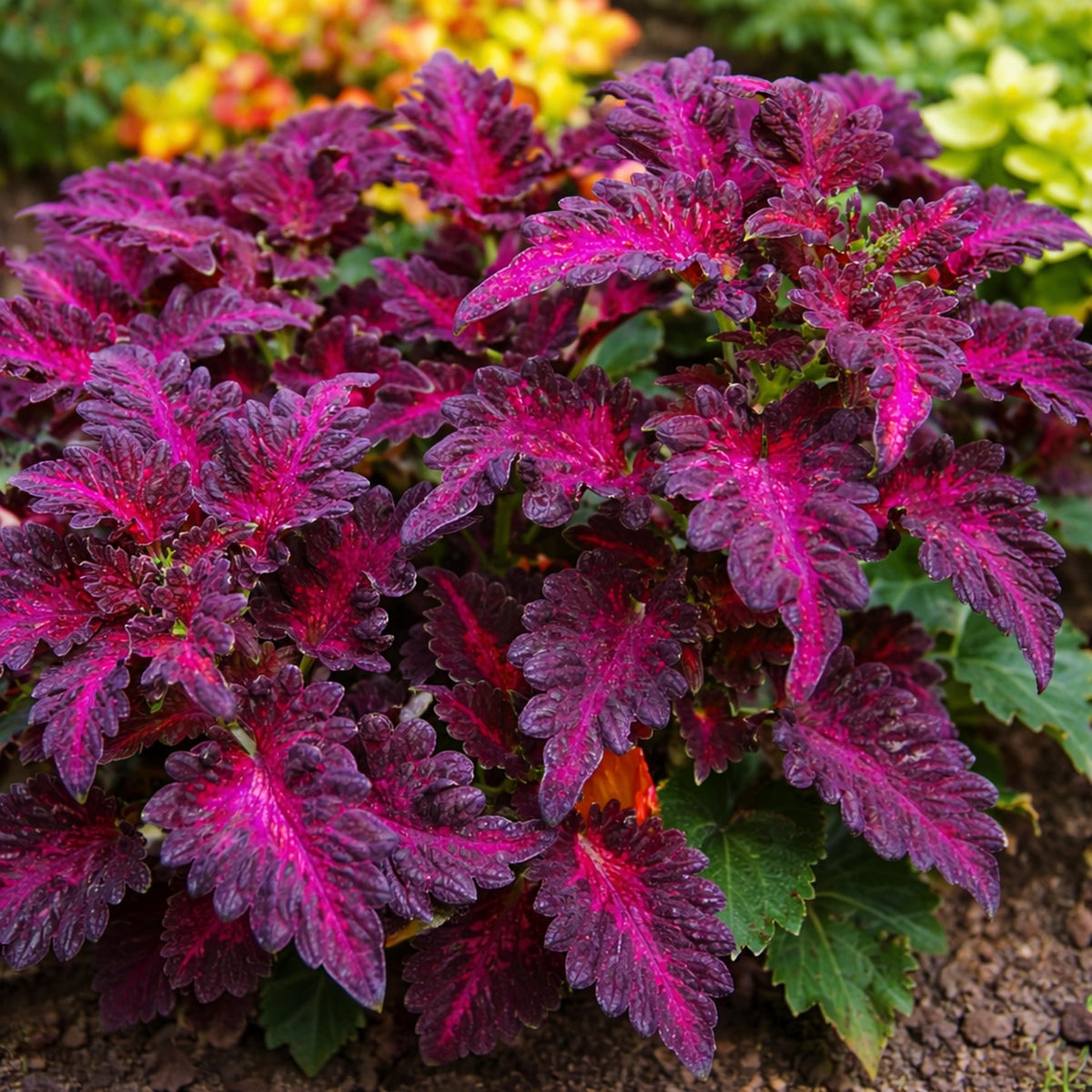 Coleus Seeds Black Dragon seeds