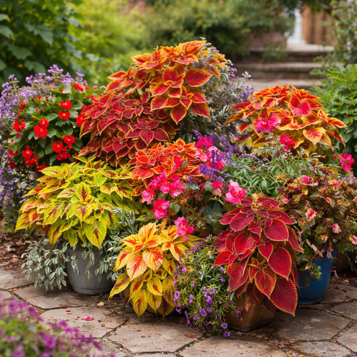 Coleus Seeds Rainbow Mix seeds
