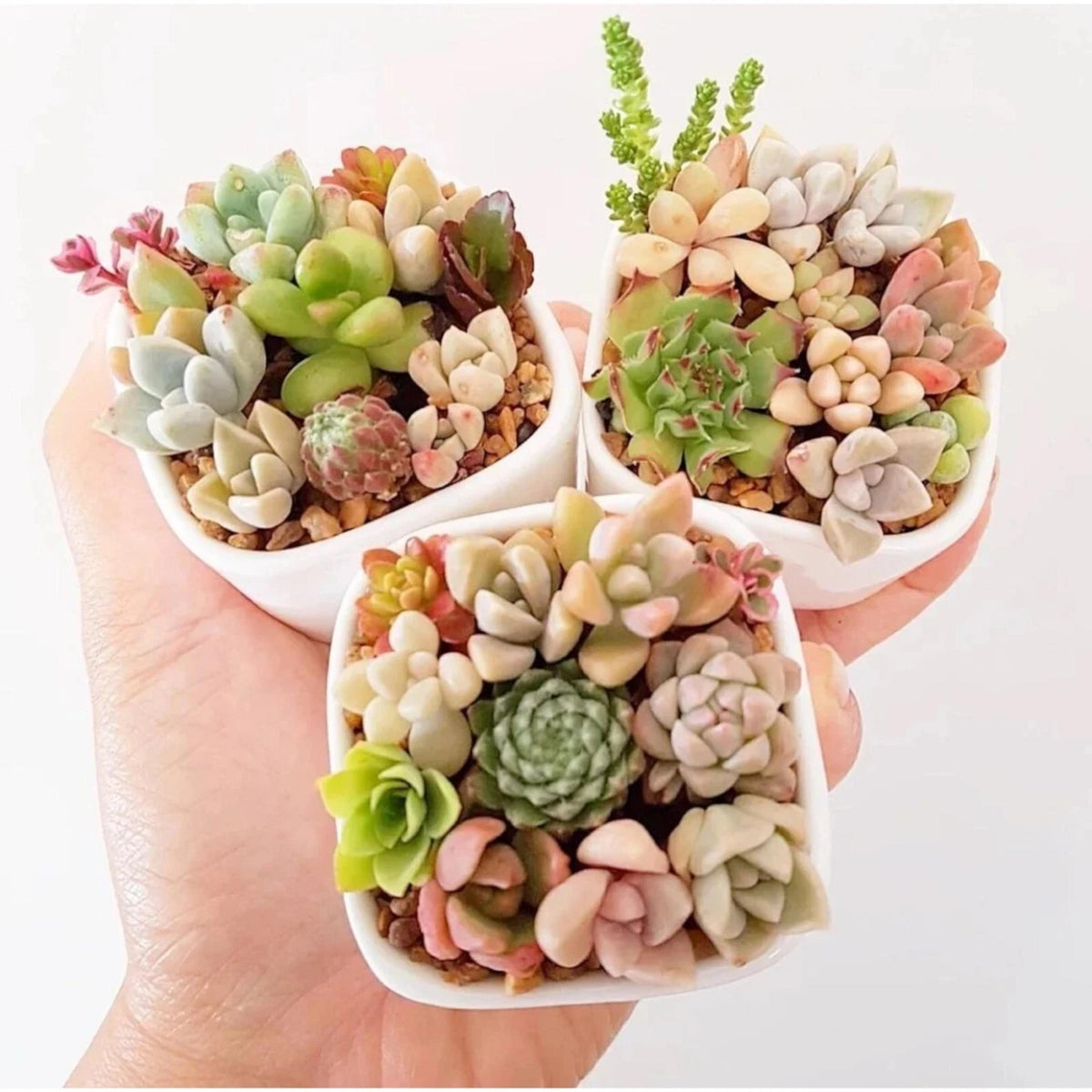Succulent Seeds Mix seeds