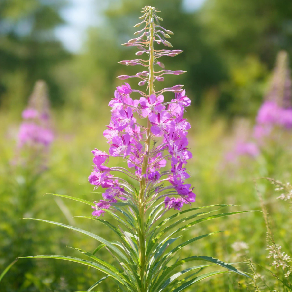 Fireweed seeds