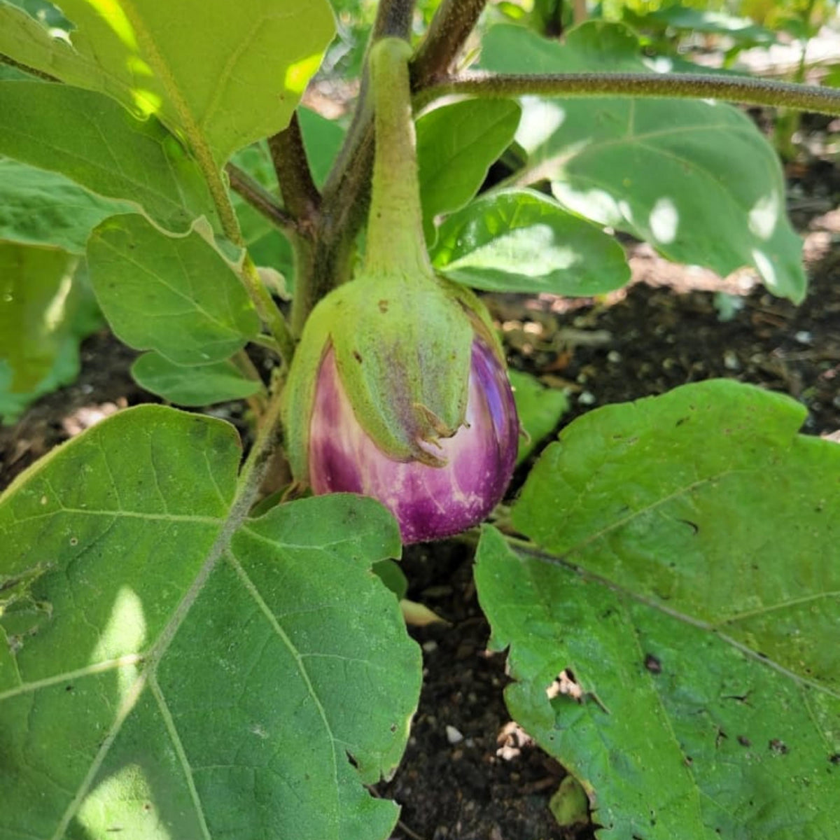 Rosa Bianca Eggplant seeds
