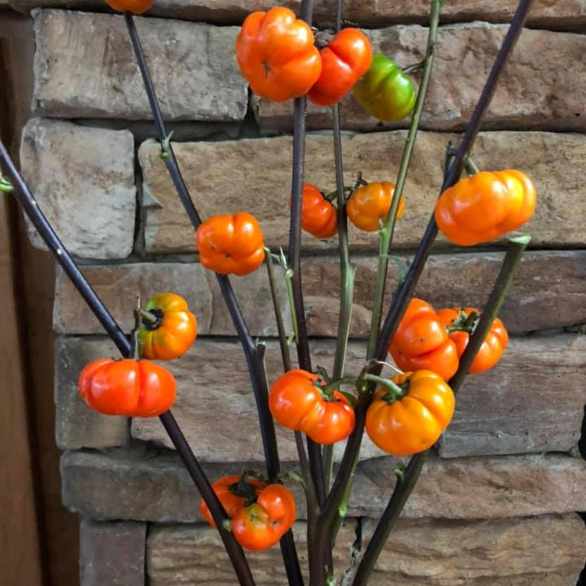 Pumpkin On A Stick Eggplant seeds