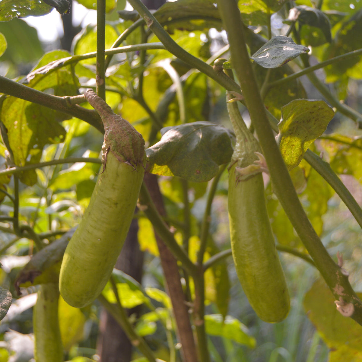 Thai Long Green Eggplant seeds