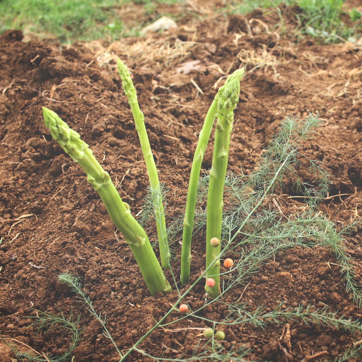 Mary Washing Asparagus seeds