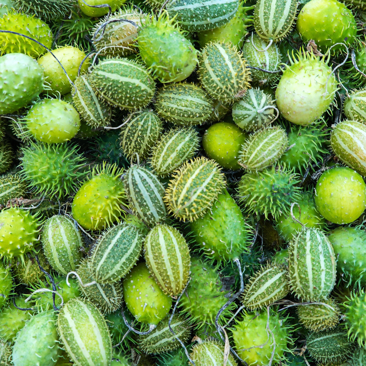 West Indian Gherkin Cucumber seeds
