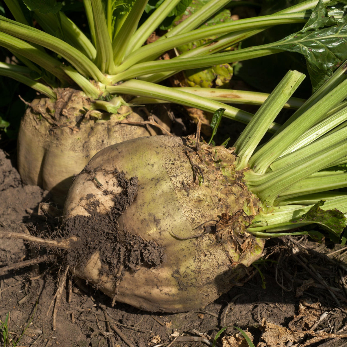 Sugar Beet seeds