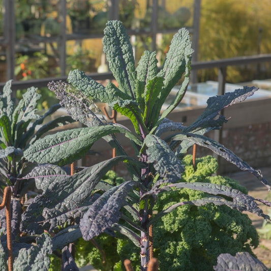 Lacinato Kale seeds
