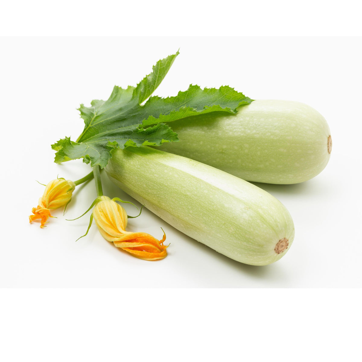 Light Green Zucchini seeds