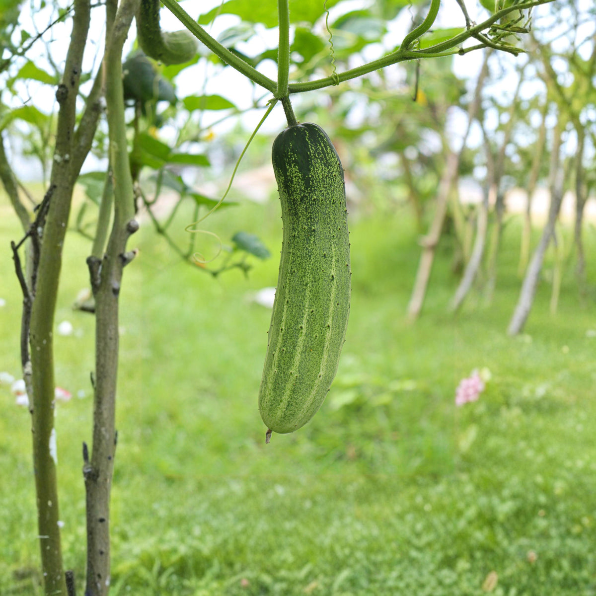 Marketmore 76 Cucumber seeds