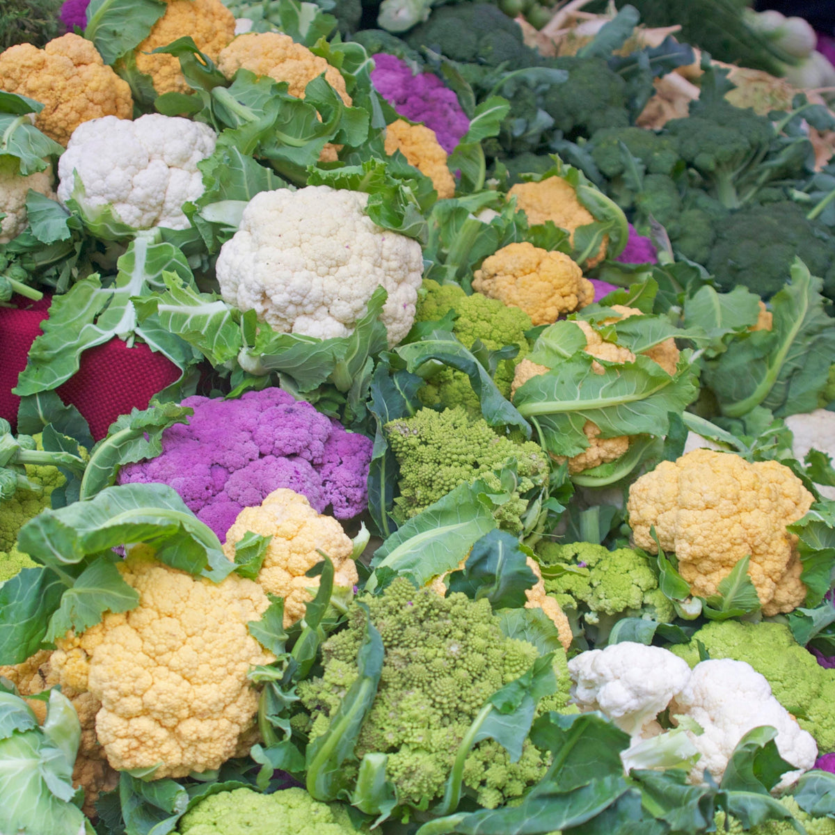 Rainbow Cauliflower seeds