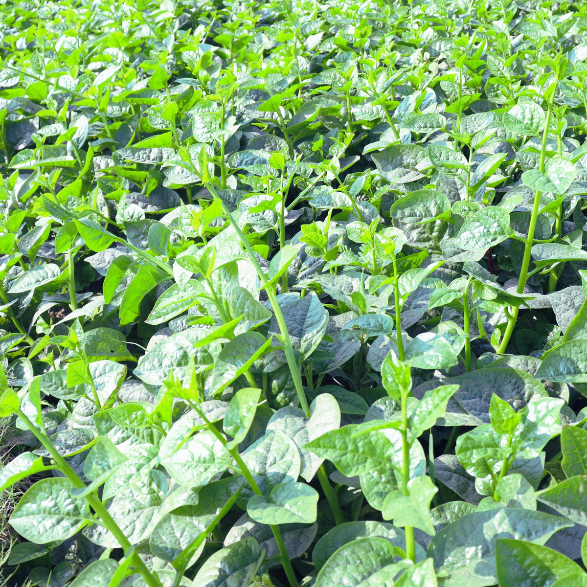 Big Round Leaf Malabar Spinach seeds