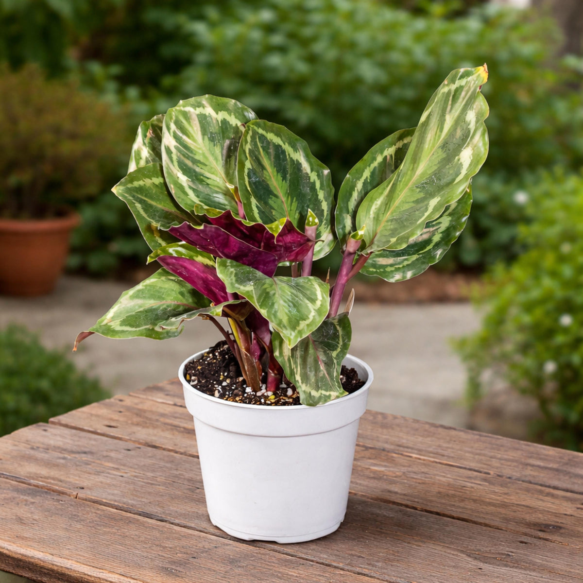 Calathea Medallion seeds