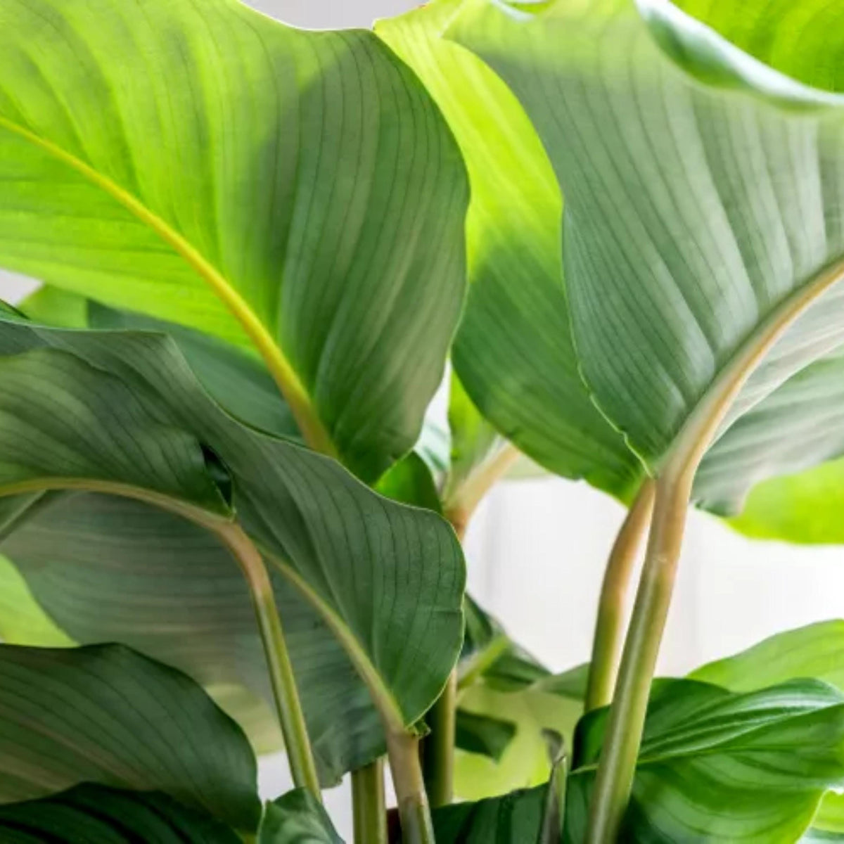 Calathea Orbifolia seeds