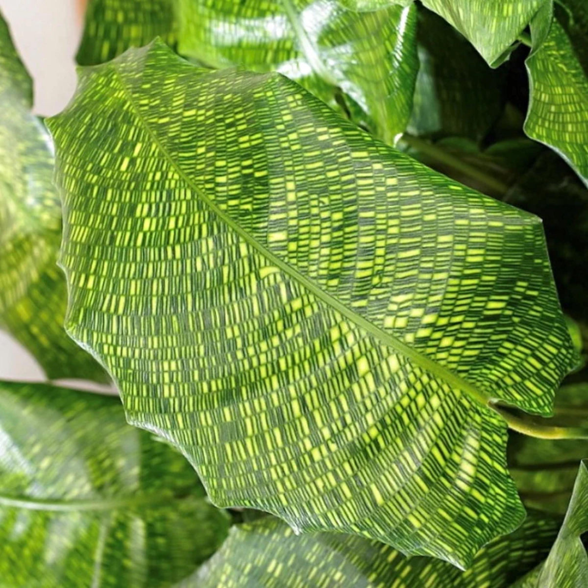 Calathea Network Plant seeds
