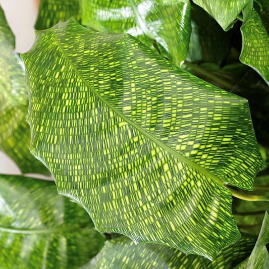 Calathea Network Plant seeds