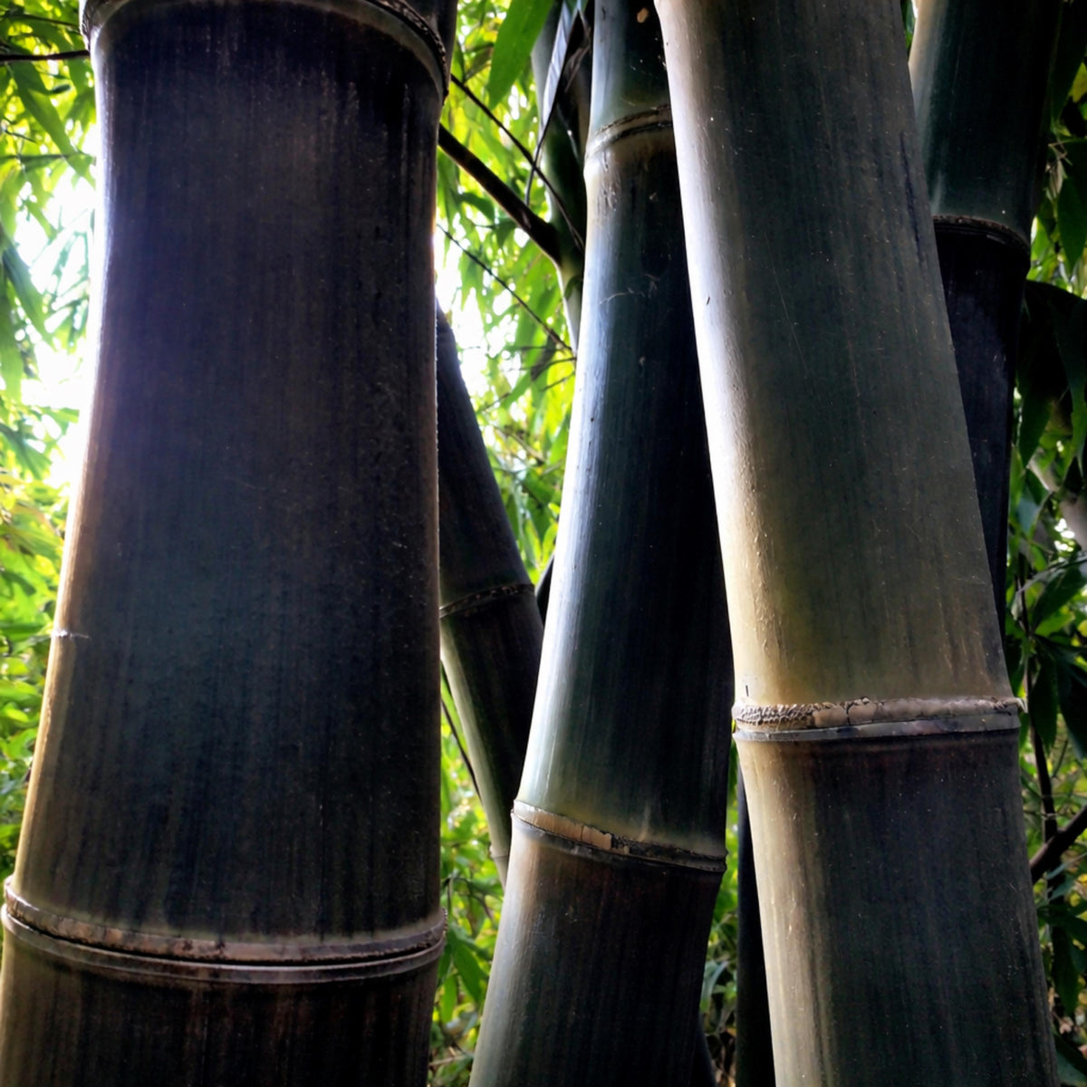 Black Bamboo seeds