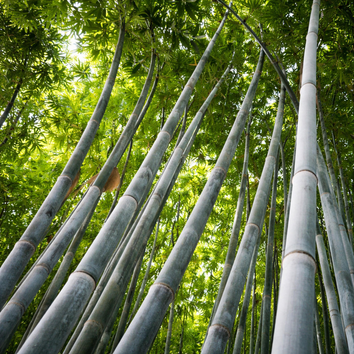Blue Bamboo seeds