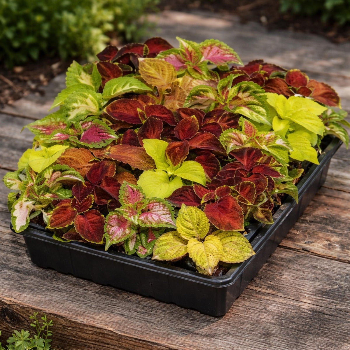 Coleus Mixed Colors seeds