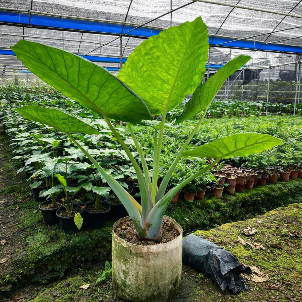 Elephant Ear Colocasia seeds