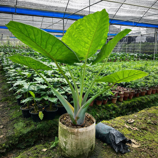 Elephant Ear Colocasia seeds