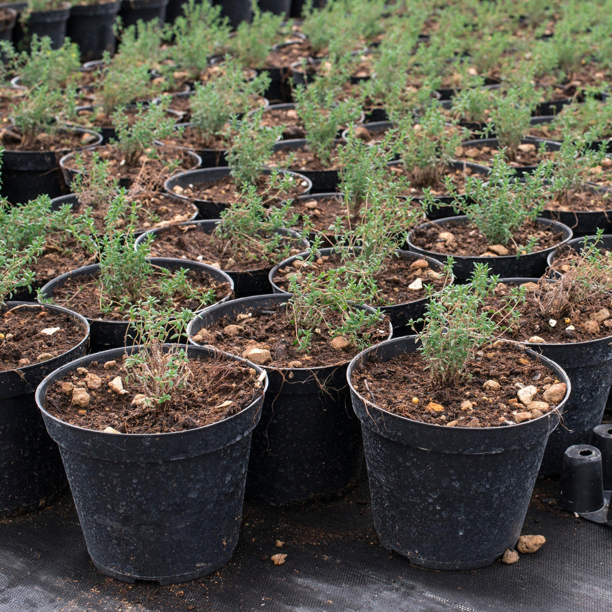 Winter Thyme seeds